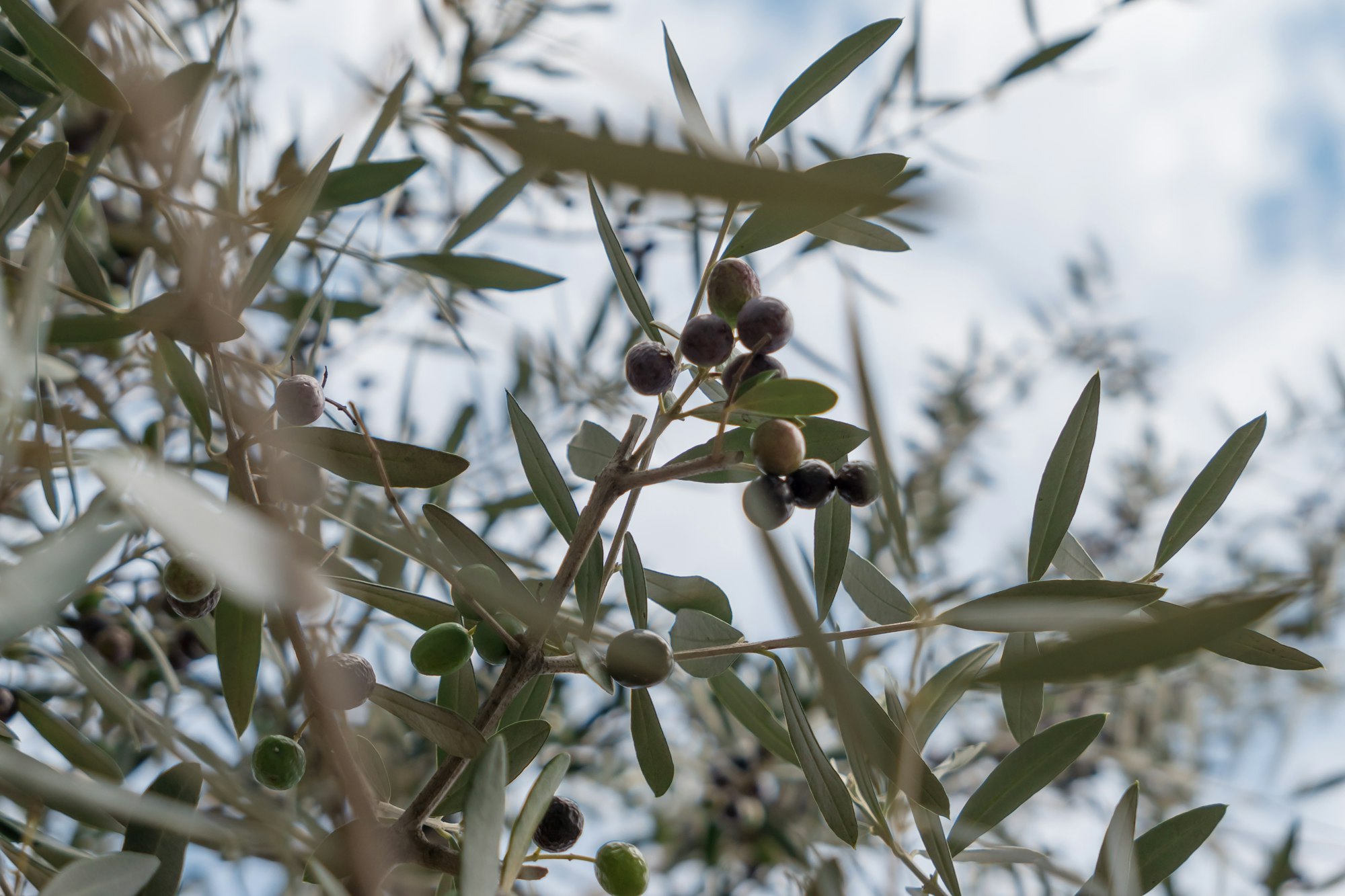 Découvrez l’Authenticité de l’Huile d’Olive Haouzia